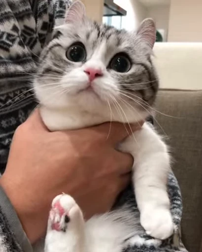 😺 Стикер «Kitten» для Telegram