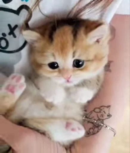 😺 Стикер «Kitten» для Telegram