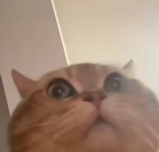 😺 Стикер «Kitten» для Telegram