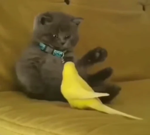😺 Стикер «Kitten» для Telegram
