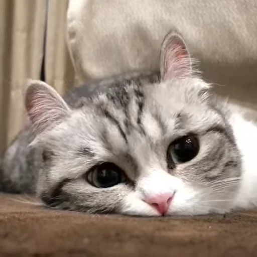 Стикерпак Kitten для Telegram