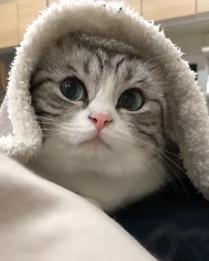 😺 Стикер «Kitten» для Telegram
