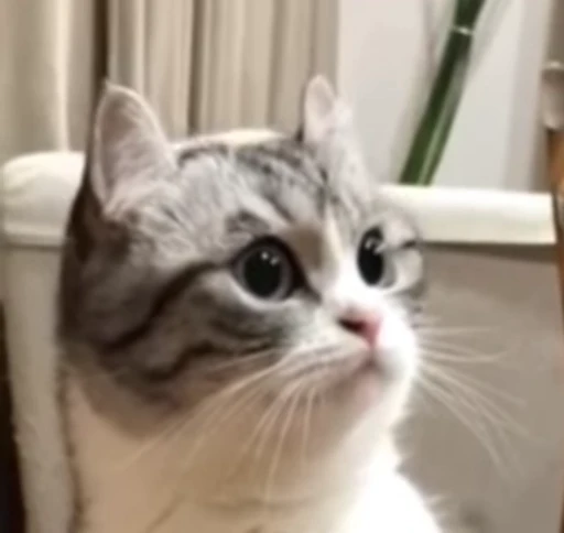 😺 Стикер «Kitten» для Telegram