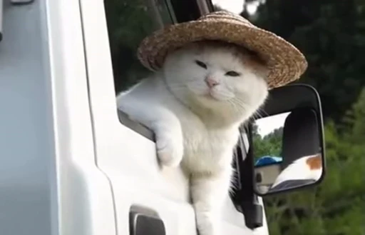 😺 Стикер «Kitten» для Telegram