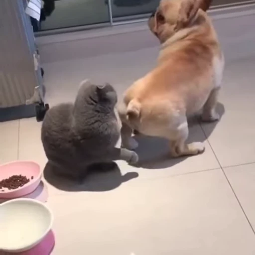 😺 Стикер «Kitten» для Telegram