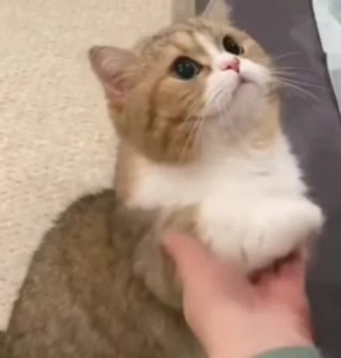 😺 Стикер «Kitten» для Telegram