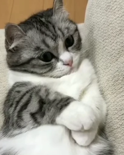 😺 Стикер «Kitten» для Telegram
