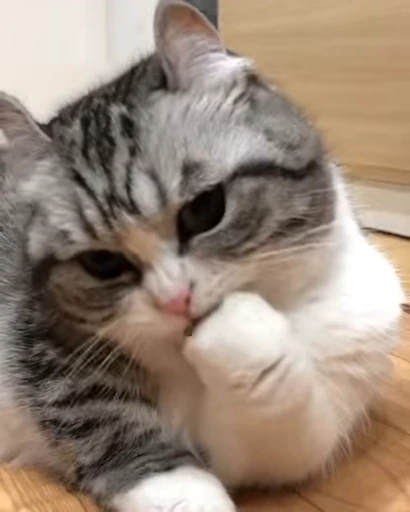 😺 Стикер «Kitten» для Telegram