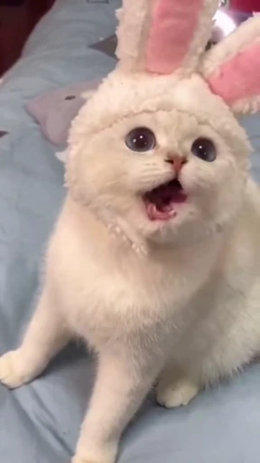 😺 Стикер «Kitten» для Telegram