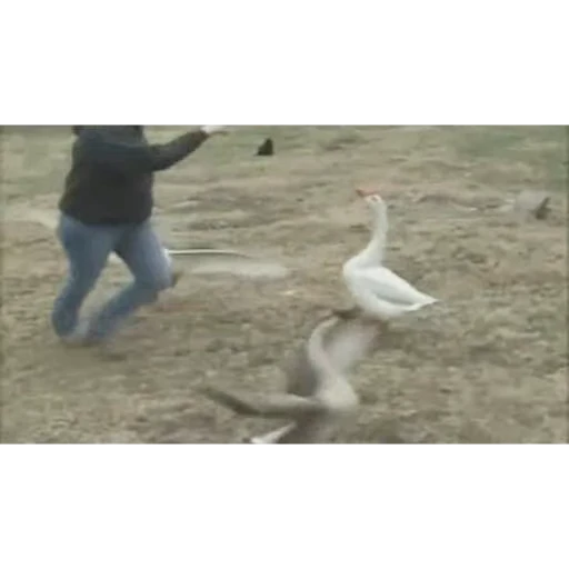👺 Стикер «Goose_honk» для Telegram