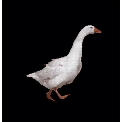 🚶 Стикер «Goose_honk» для Telegram