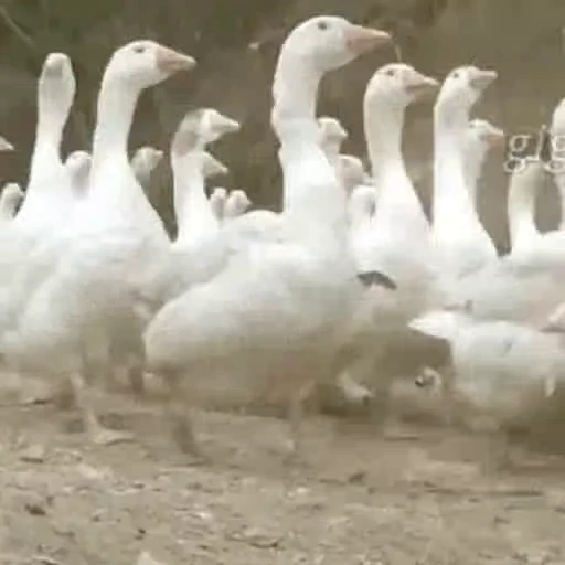 🏃‍♂ Стикер «Goose_honk» для Telegram
