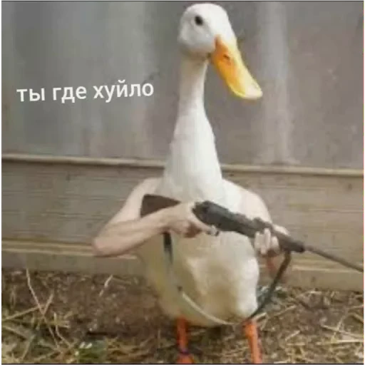 🤬 Стикер «Goose_honk» для Telegram
