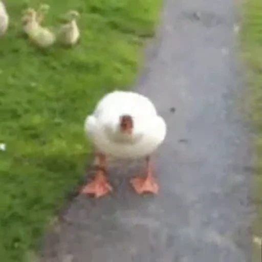 😡 Стикер «Goose_honk» для Telegram