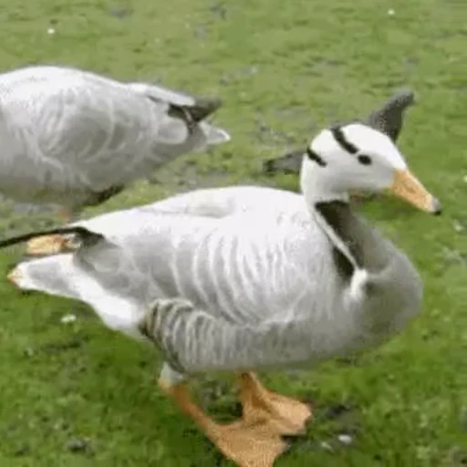 💃 Стикер «Goose_honk» для Telegram