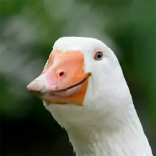 😏 Стикер «Goose_honk» для Telegram