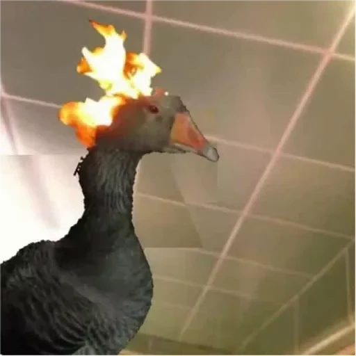 😐 Стикер «Goose_honk» для Telegram