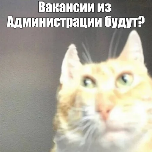 🌡 Стикер «Коллекция» для Telegram