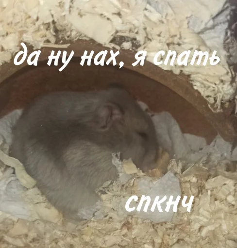 😴 Стикер «Гошик» для Telegram