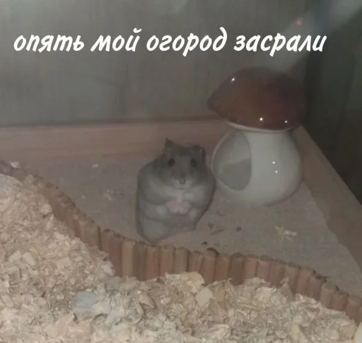 🥲 Стикер «Гошик» для Telegram