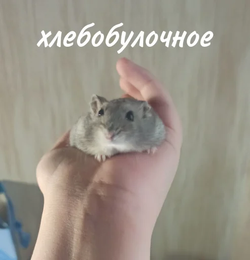 🍞 Стикер «Гошик» для Telegram