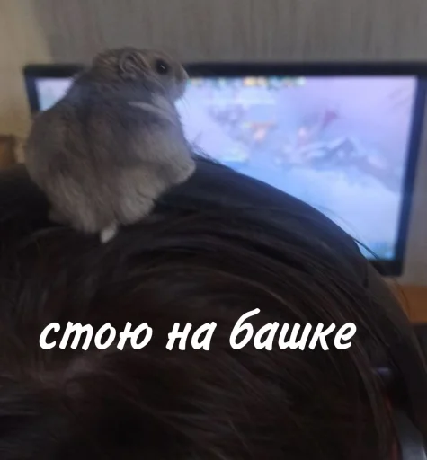 🙃 Стикер «Гошик» для Telegram