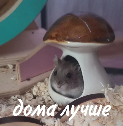 🏠 Стикер «Гошик» для Telegram
