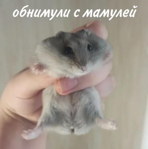 🤗 Стикер «Гошик» для Telegram
