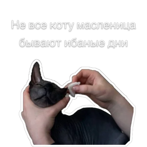😤 Стикер «Гостецкий» для Telegram