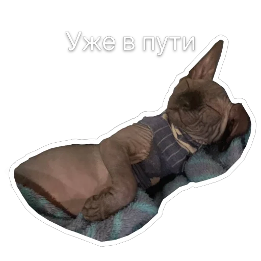 🚗 Стикер «Гостецкий» для Telegram