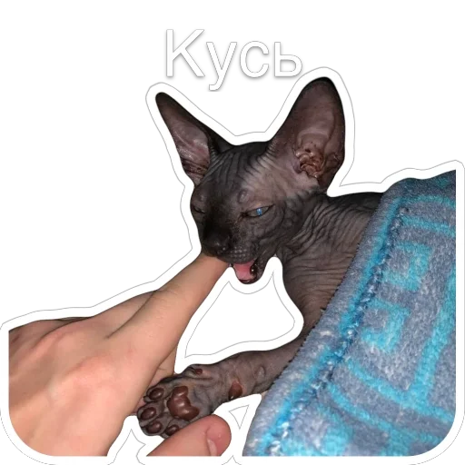 👊 Стикер «Гостецкий» для Telegram