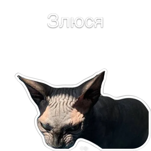 🐱 Стикер «Гостецкий» для Telegram