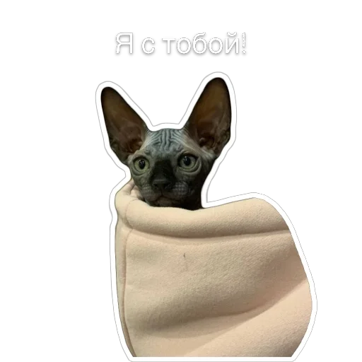 😻 Стикер «Гостецкий» для Telegram