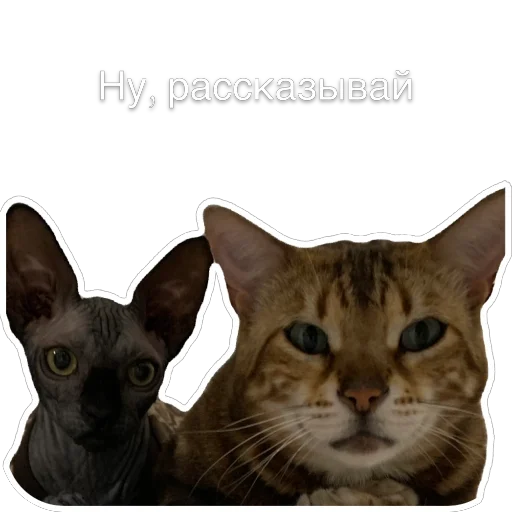 😊 Стикер «Гостецкий» для Telegram
