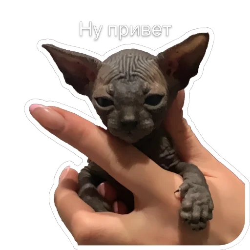 👋 Стикер «Гостецкий» для Telegram