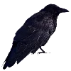 🐦‍⬛ Эмодзи «gothic vibe» для Telegram