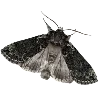 🦋 Эмодзи «gothic vibe» для Telegram
