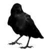 Стикер 8 𝕲𝖔𝖙𝖍𝖎𝖈