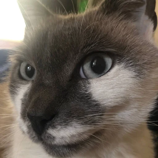 🙂 Стикер «simba» для Telegram