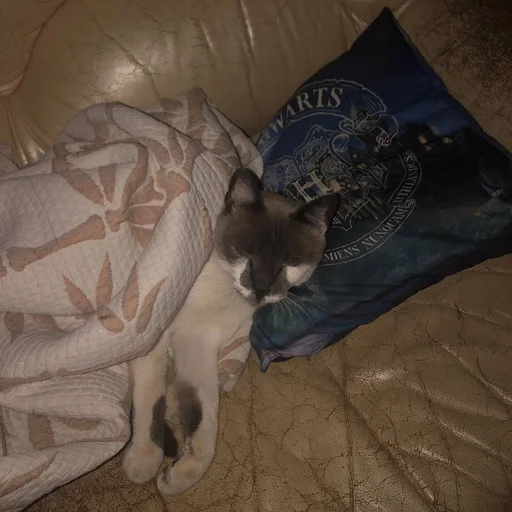 😴 Стикер «simba» для Telegram