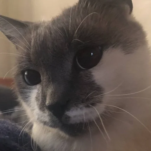 😍 Стикер «simba» для Telegram