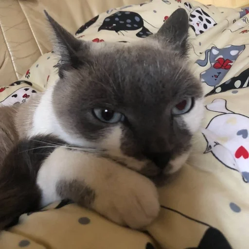 😴 Стикер «simba» для Telegram