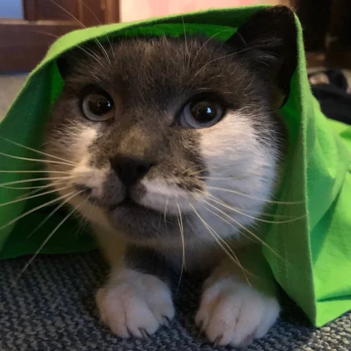 🪲 Стикер «simba» для Telegram