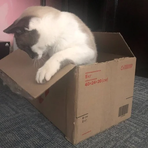 📦 Стикер «simba» для Telegram