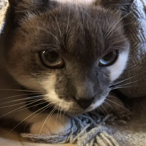 😐 Стикер «simba» для Telegram