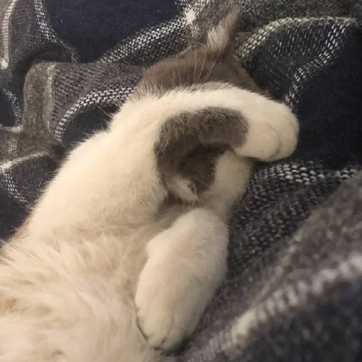 😴 Стикер «simba» для Telegram