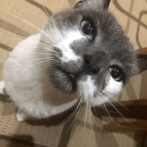 🤭 Стикер «simba» для Telegram