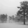❄️ Эмодзи «༺ ༻» для Telegram