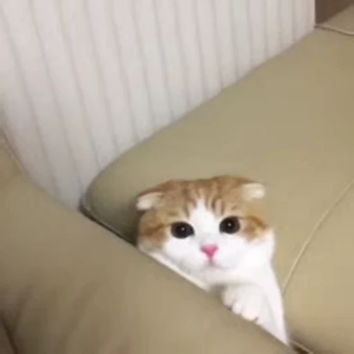 😞 Стикер «Dong moe» для Telegram