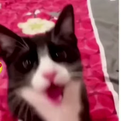 😐 Стикер «Dong moe» для Telegram